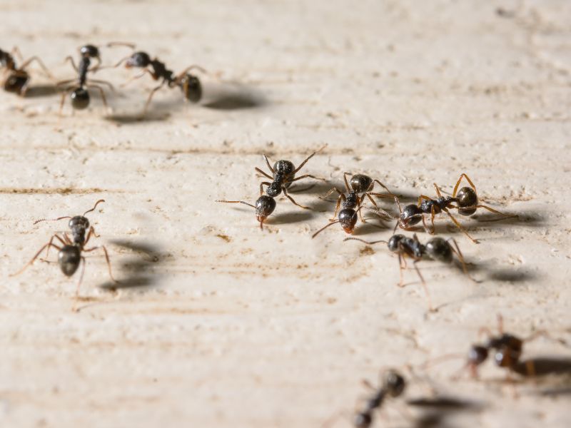 singapore ant species