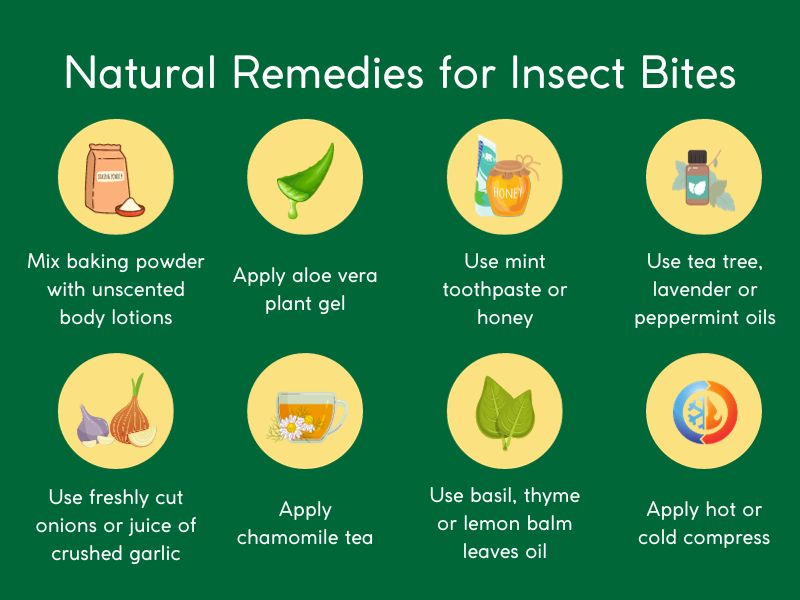 Insect Bites Treatment Insect Bites Treatment