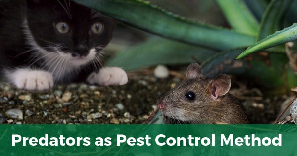 Predators as pest control method