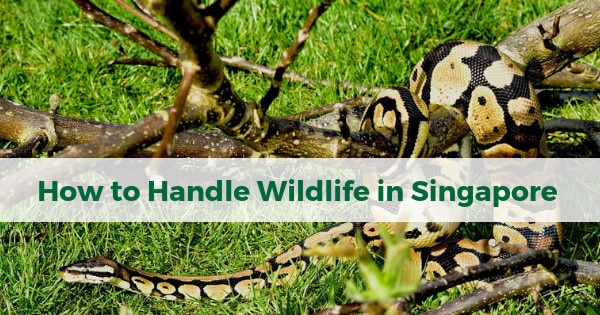 Wildlife in Singapore