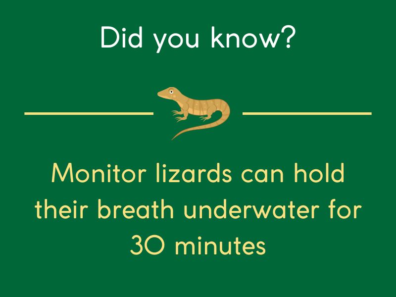 monitor lizards interesting fact