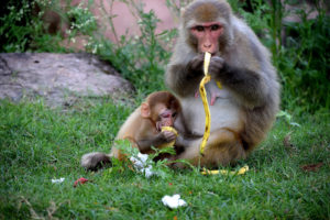 monkey wildlife in singapore