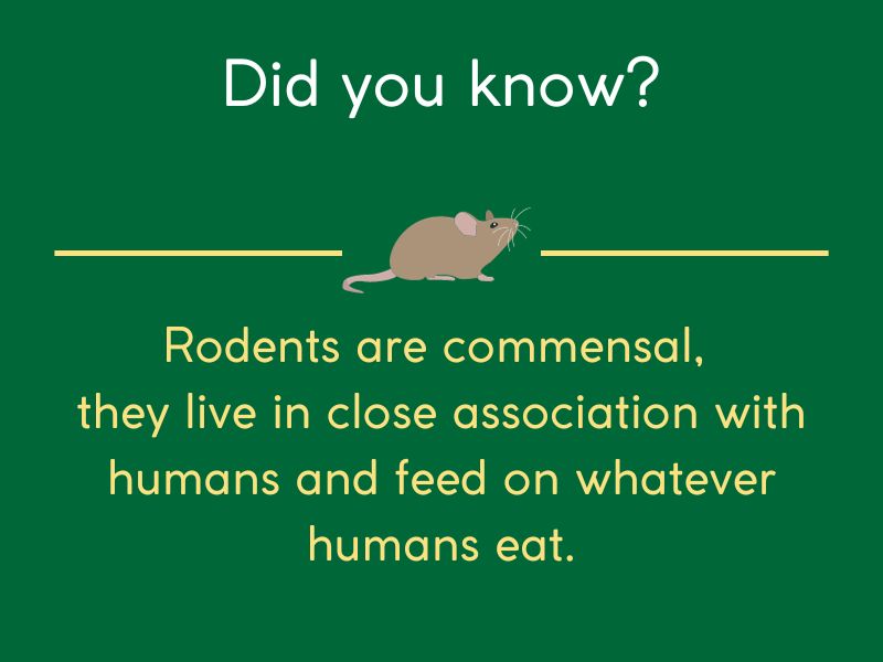 what attracts rodents to your bin chutes