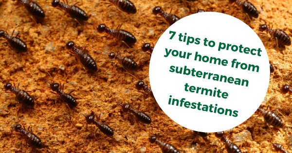 7 tips to protect your home from subterranean termite infestations
