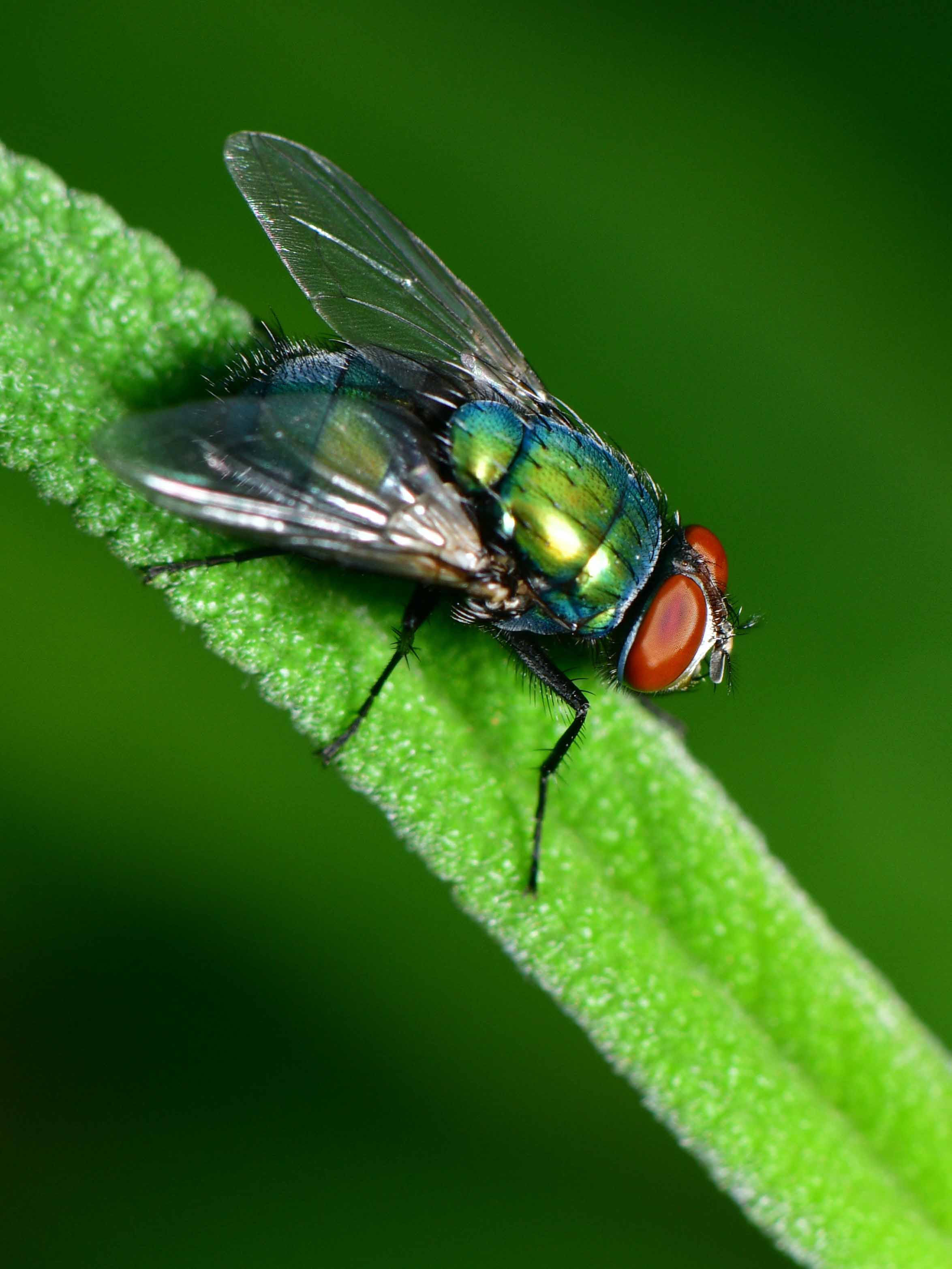 flies treatment and prevention