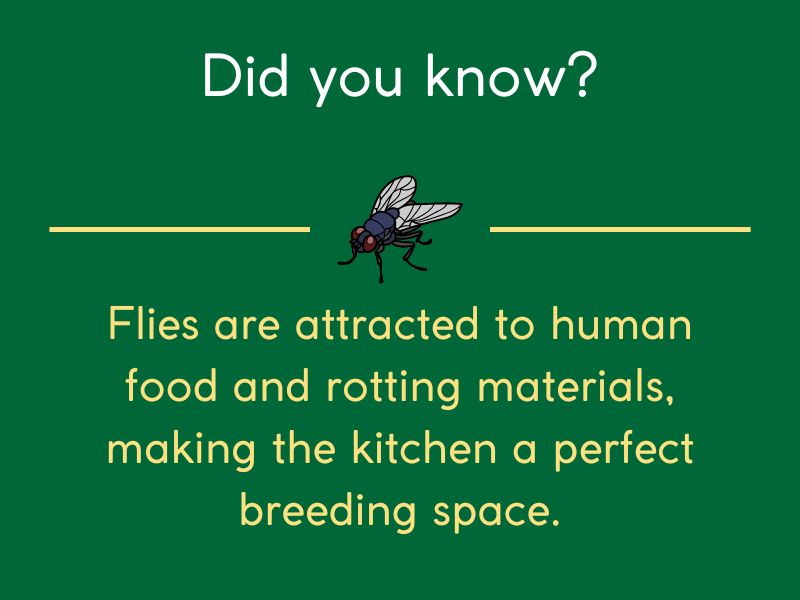 what attracts flies to your kitchen