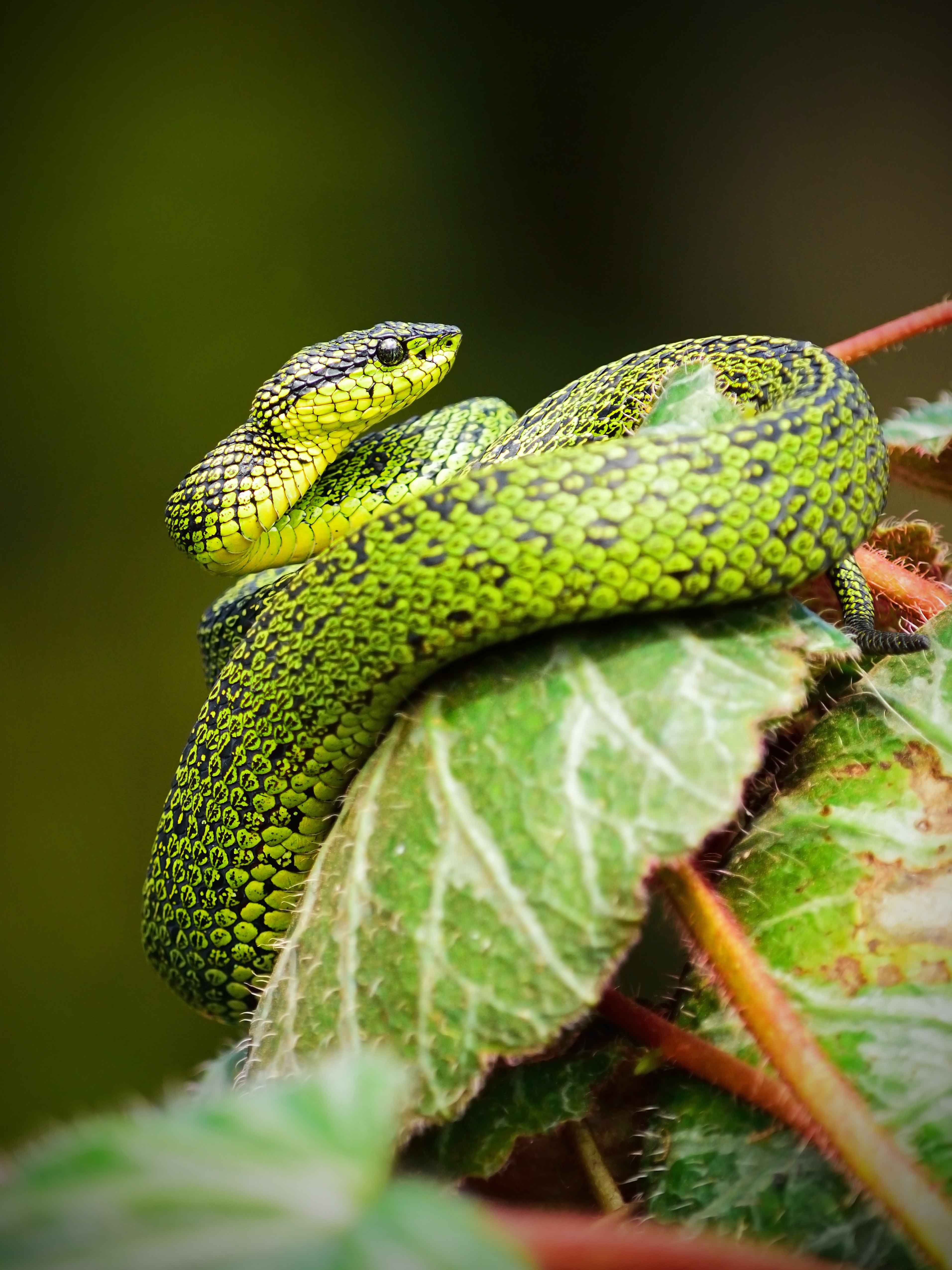 snake sitting on the leaves