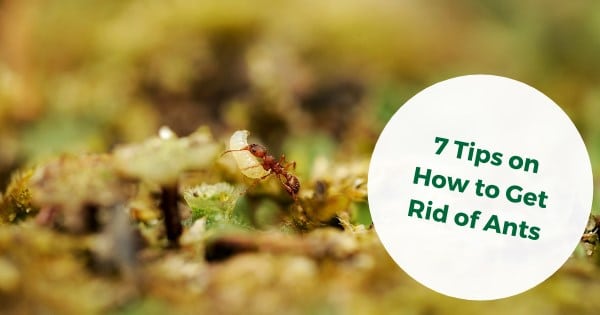 How to Get Rid of Ants