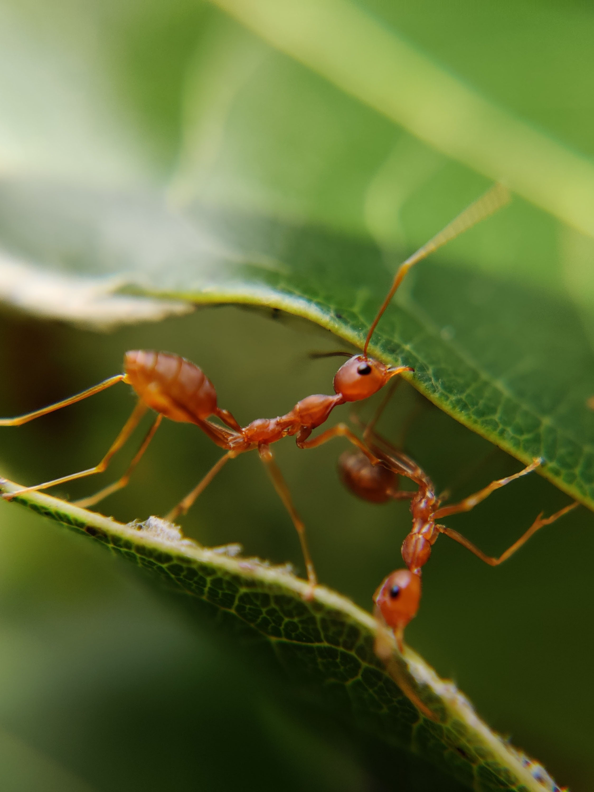 types and signs of ants