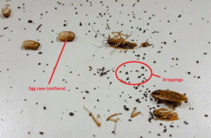 Cockroach droppings and egg cases