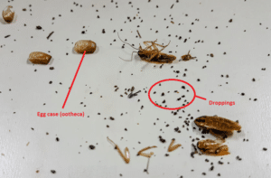 Cockroach deals droppings identification