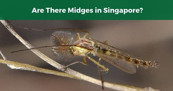 Are There Midges in Singapore?