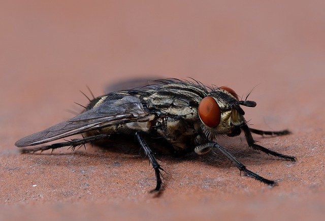 house fly in singapore