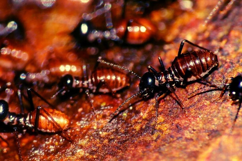 Drywood termites and subterranean termites