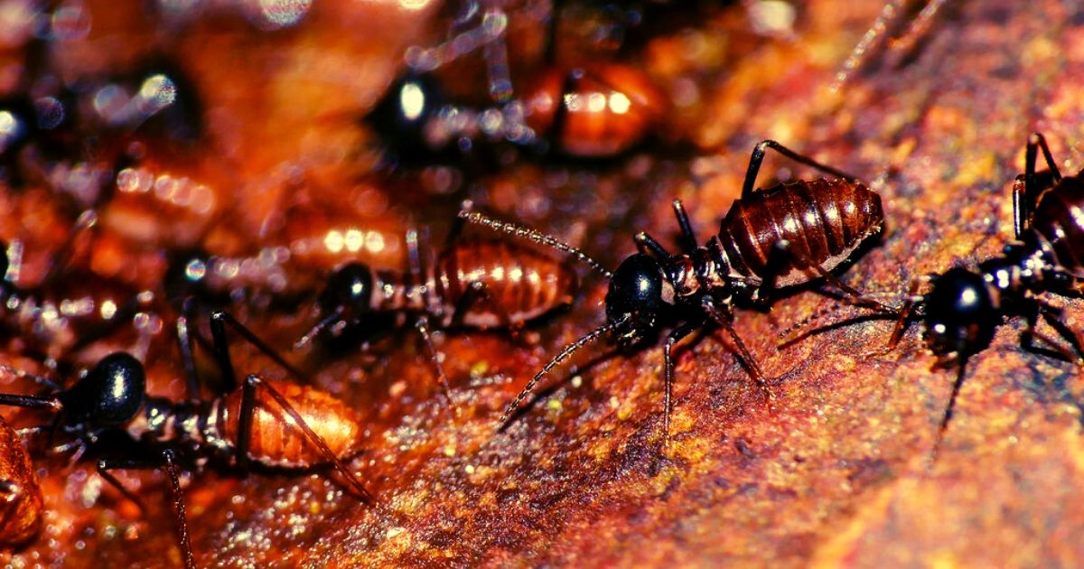 Drywood termites and subterranean termites