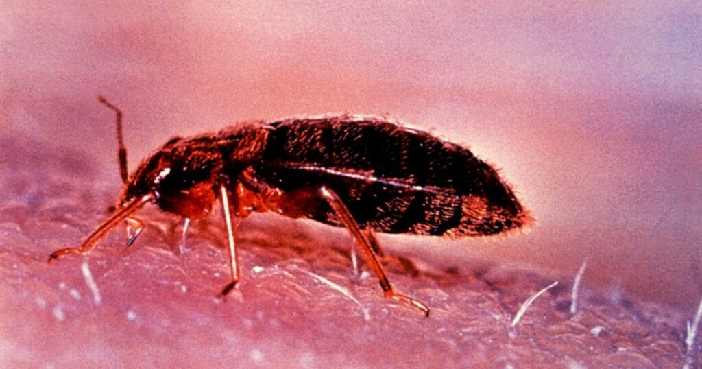 Prevention Tips on How to Get Rid of Bed Bugs
