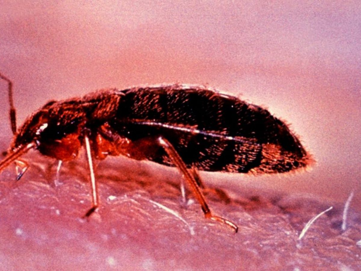 7 Tips On How To Get Rid Of Bed Bugs Killem Pest Pest