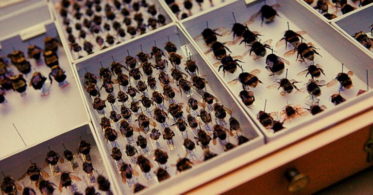 The Best Insect Museums in the World