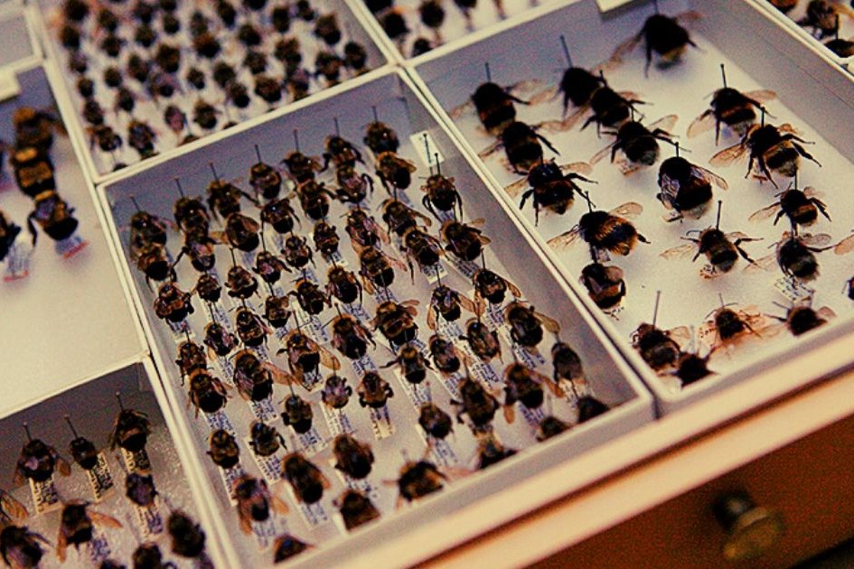 best insect museums