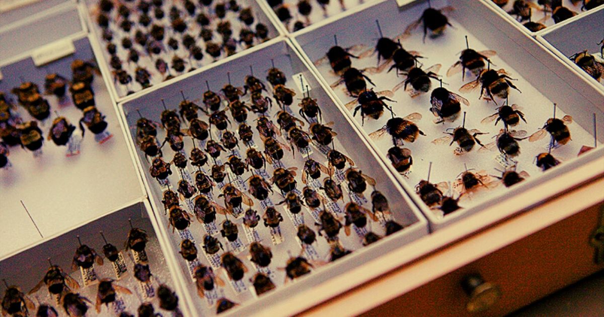 best insect museums