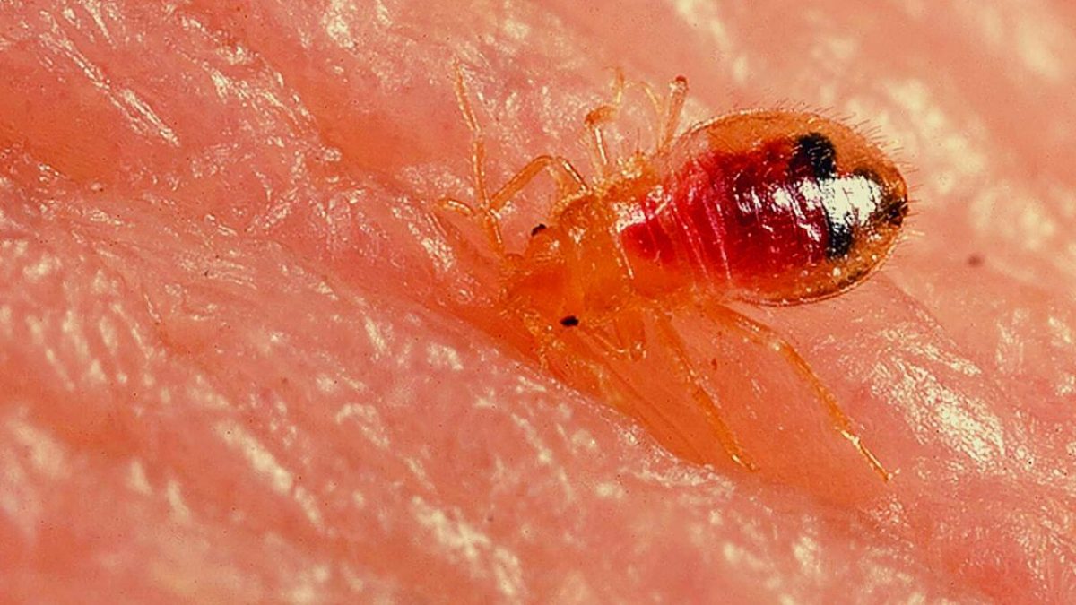 Can Bed Bugs Cause Post Traumatic Stress Disorder Killem Pest