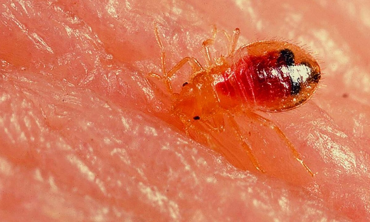 Can Bed Bugs Cause Post Traumatic Stress Disorder Killem Pest