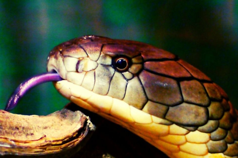 handling snakes