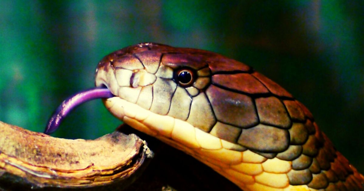 handling snakes