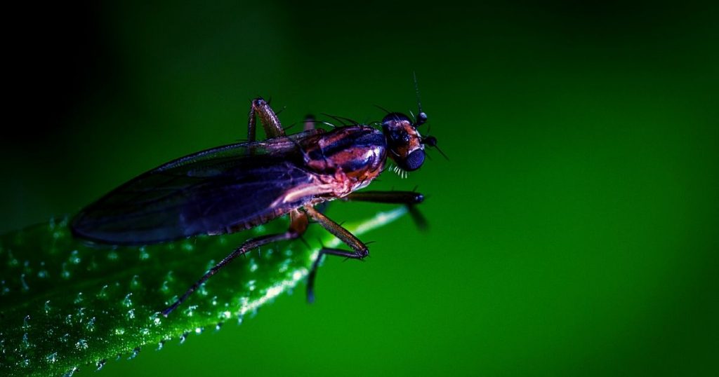 The Ultimate Guide to Bed Bugs Prevention in Singapore