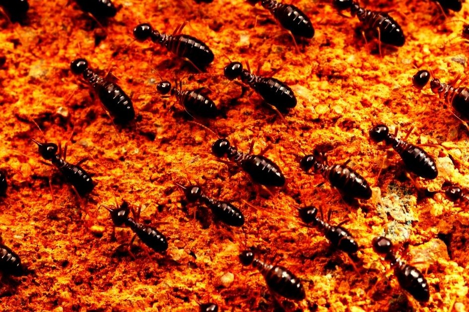 termite infestations