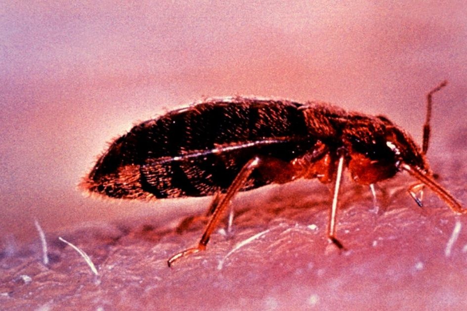 what you need to know about bed bugs