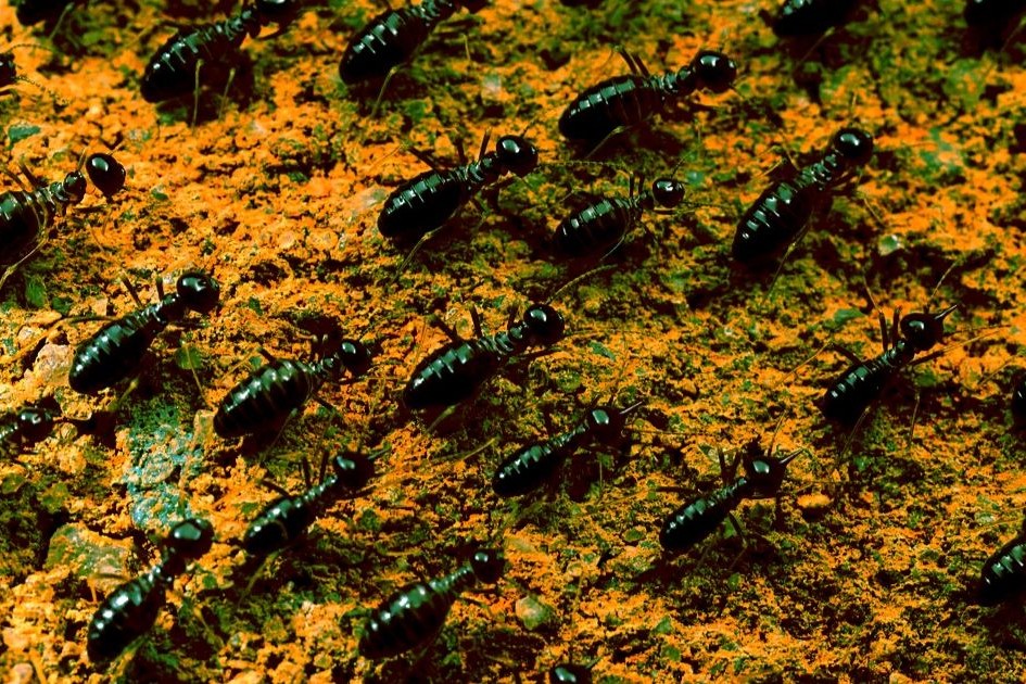 what you need to know about termites