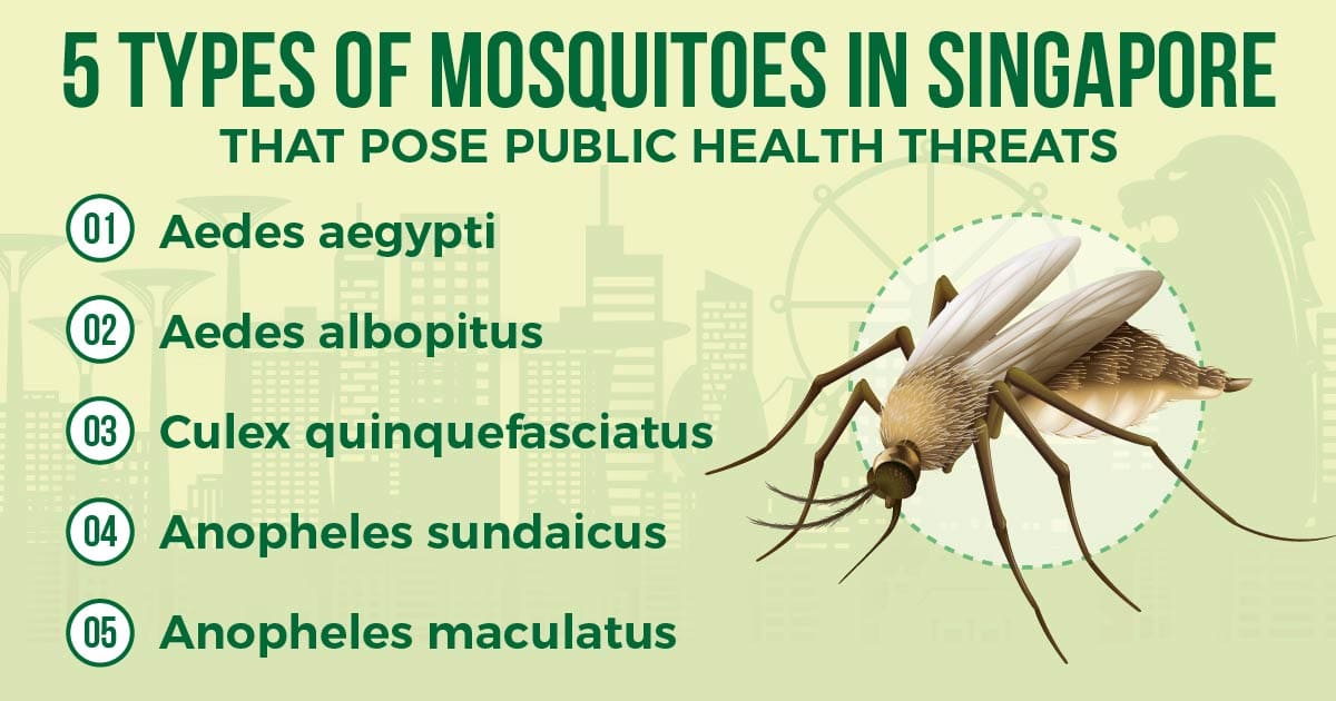 Mosquito and dengue in singapore