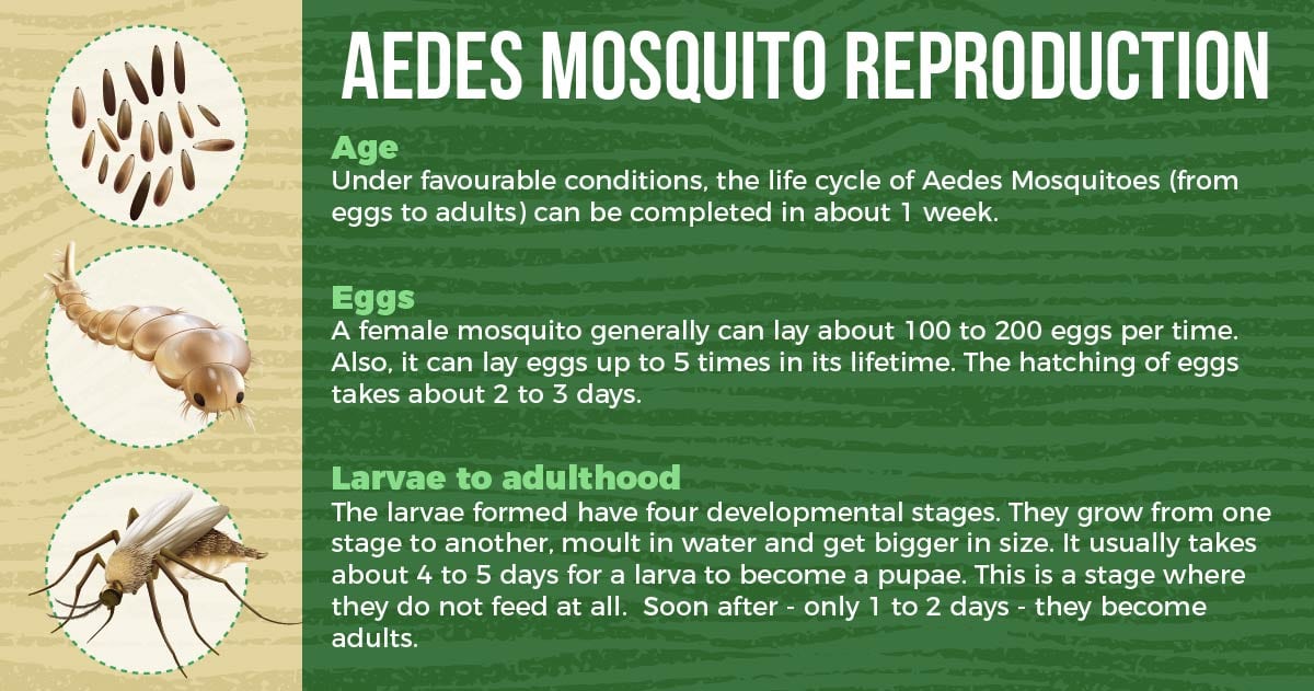 aedes mosquito and dengue