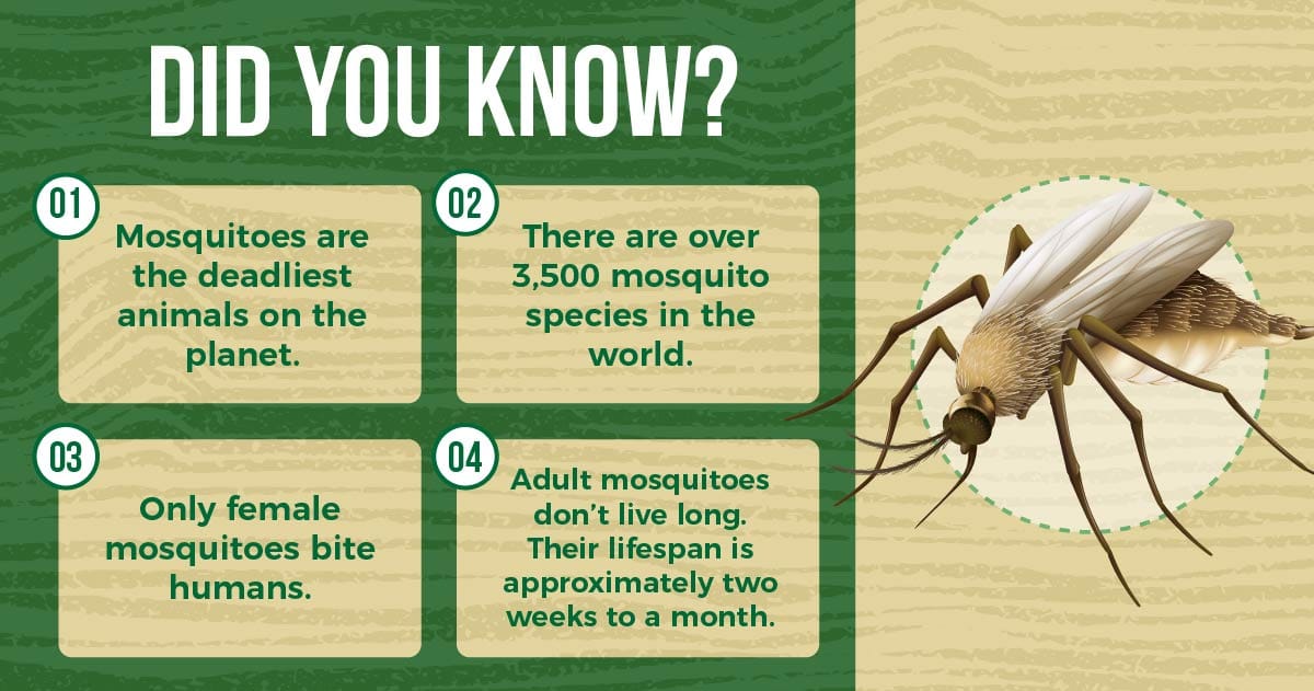 Did you know mosquito facts
