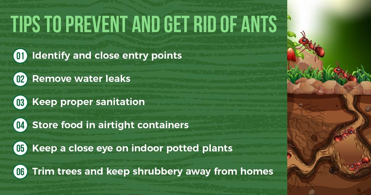 prevent and get rid of ants