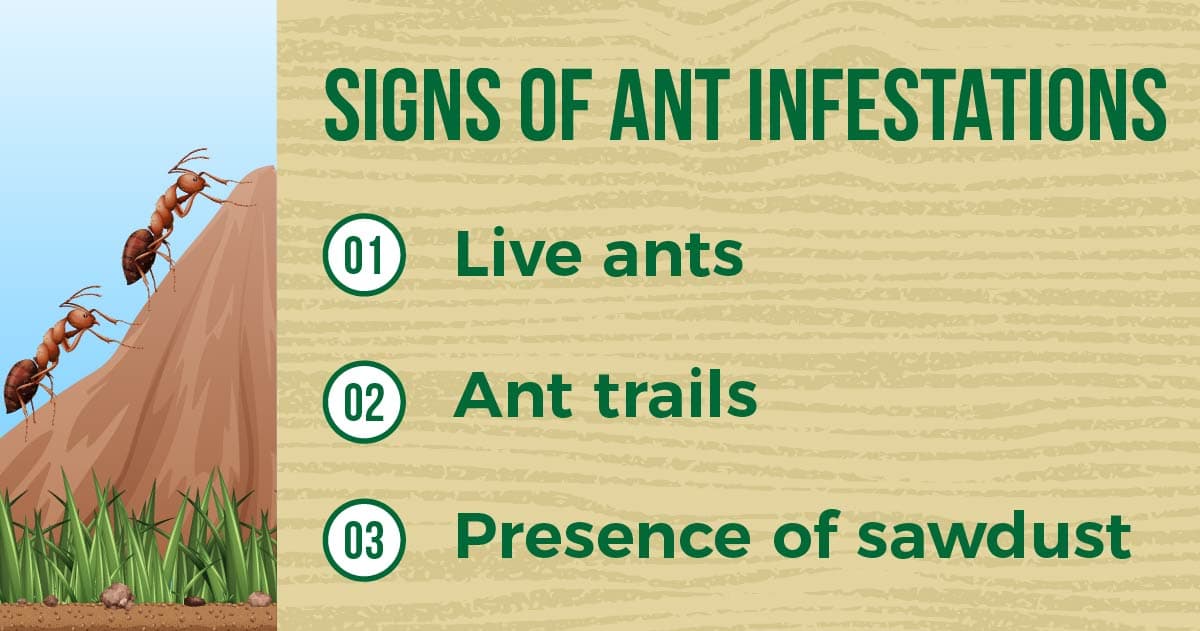 signs of an ant infestation in singapore