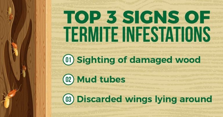 How To Get Rid Of Termites | Treatment And Prevention