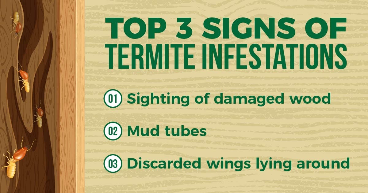 top 3 signs of termite infestations