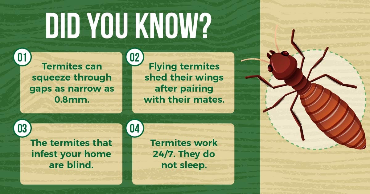 Termite facts