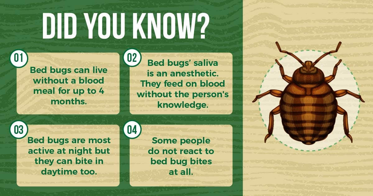 bed bug life cycle without food Tien Danner