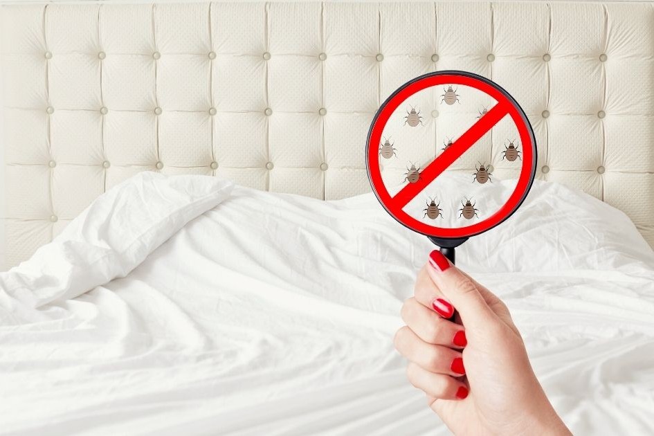 bed bugs guide singapore