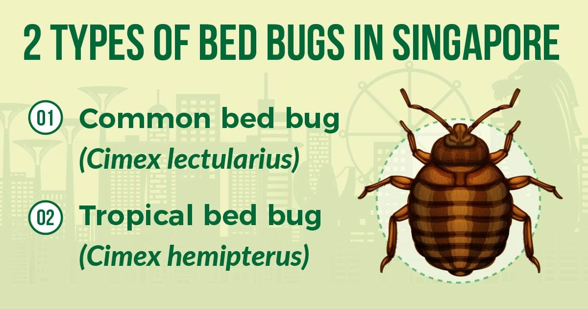 common types of bed bugs in singapore