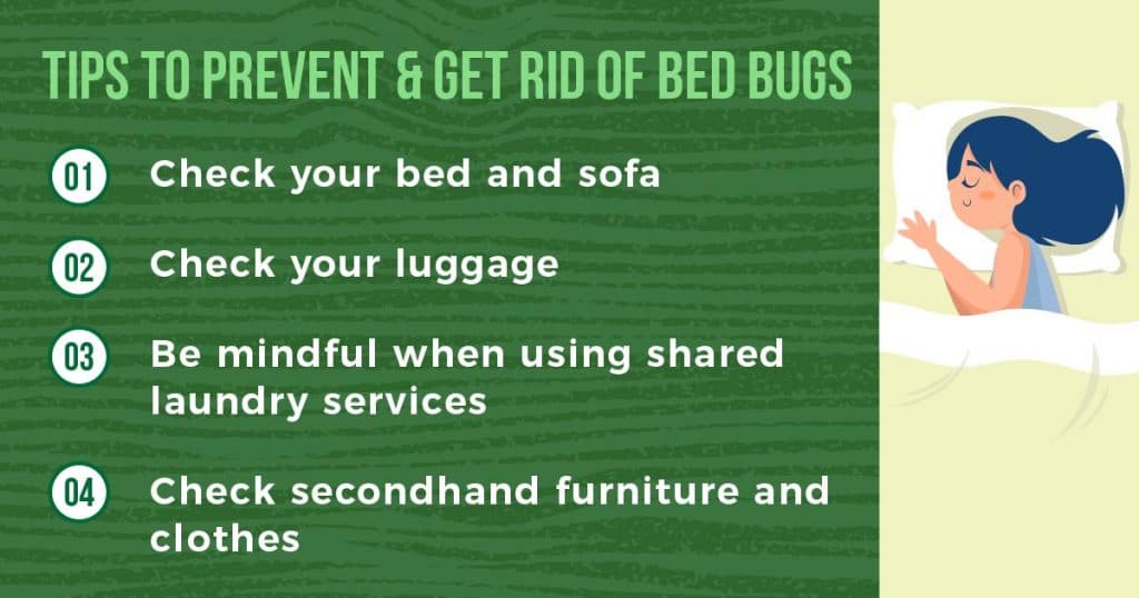 The Ultimate Guide to Bed Bugs Prevention in Singapore