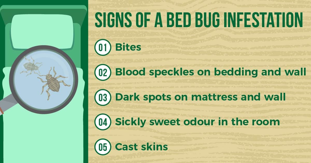 signs of a bed bugs infestation