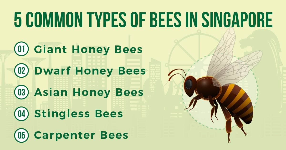 common types of bees in singapore