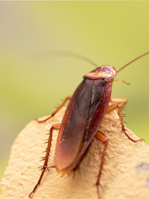 cockroach-removal-in-singapore