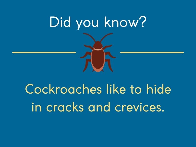 cockroaches hide in cracks