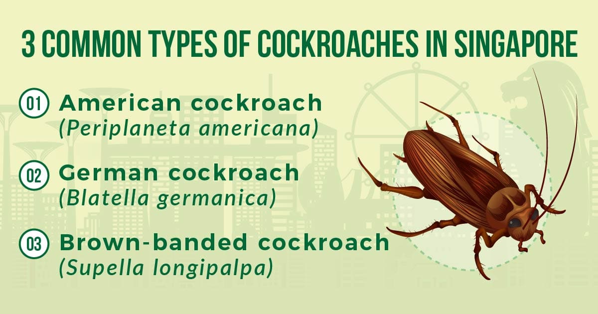 common types of cockroaches in singapore