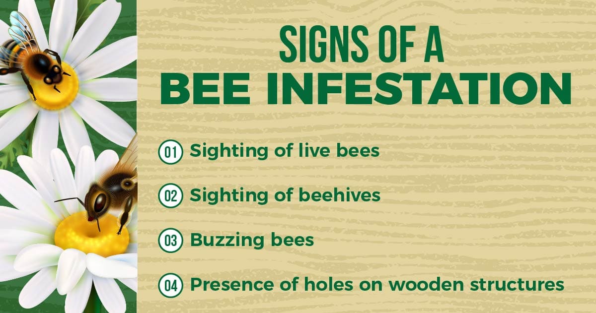 signs of a bee infestation